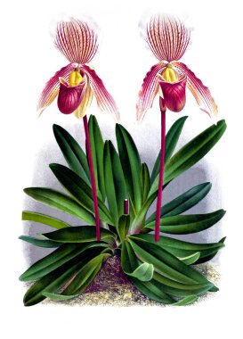 Orkide çiçek beyaz arka plan