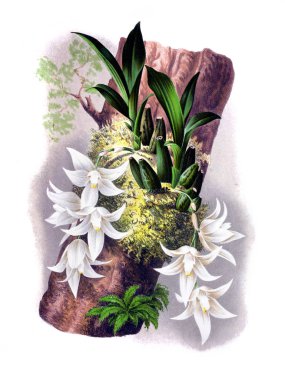 Orkide çiçek beyaz arka plan