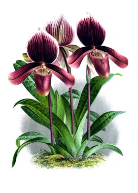 Orkide çiçek beyaz arka plan