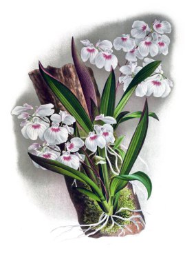 Orkide çiçek beyaz arka plan