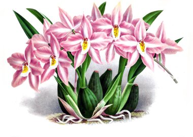 Orkide çiçek beyaz arka plan