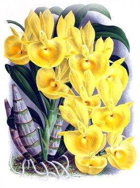 Orkide çiçek beyaz arka plan