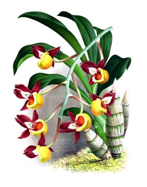 Orkide çiçek beyaz arka plan