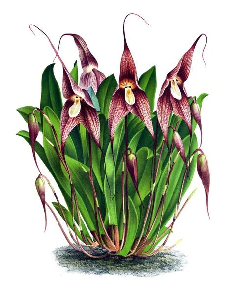 Orkide çiçek beyaz arka plan