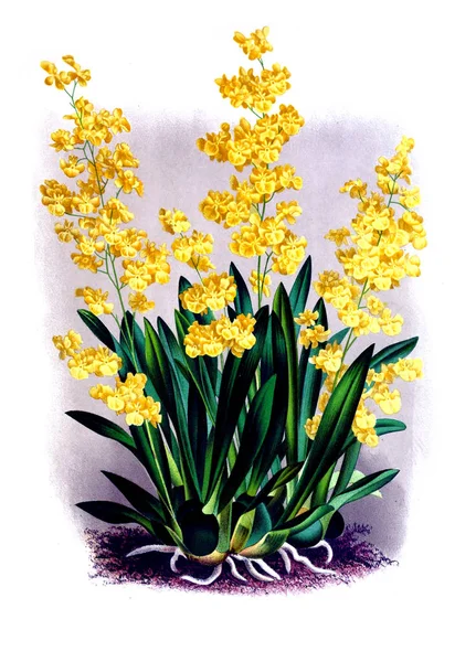 Orkide çiçek beyaz arka plan