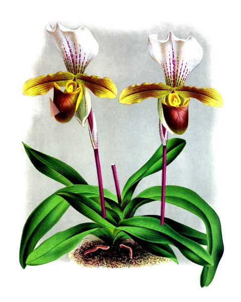 Orkide çiçek beyaz arka plan