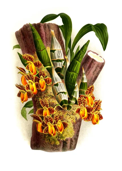 Orkide çiçek beyaz arka plan