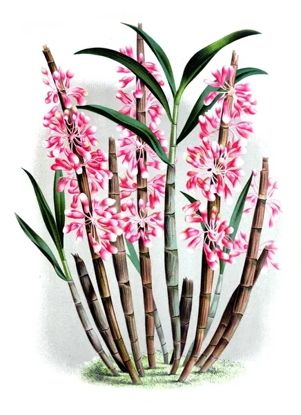 Orkide çiçek beyaz arka plan