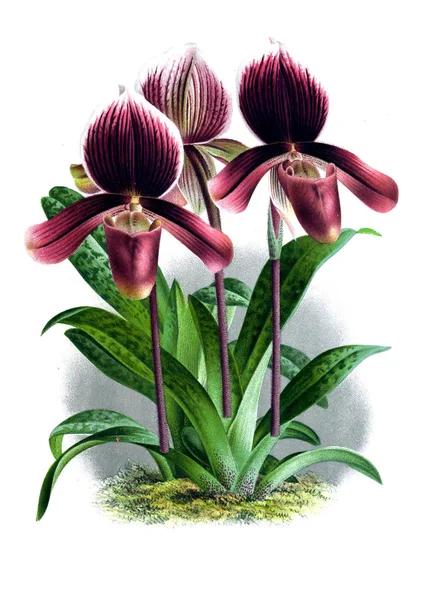 Orkide çiçek beyaz arka plan