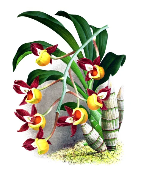 Orkide çiçek beyaz arka plan