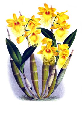 Orkide çiçek beyaz arka plan