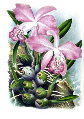 Orkide çiçek beyaz arka plan