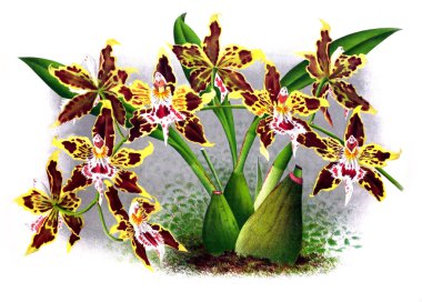 Orkide çiçek beyaz arka plan