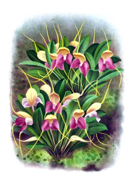 Orkide çiçek beyaz arka plan