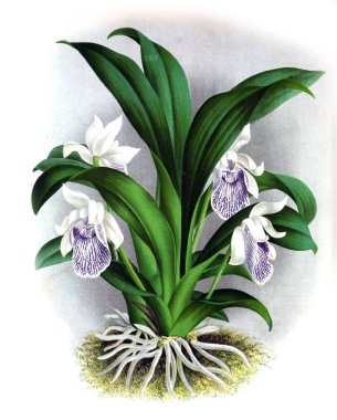 Orkide çiçek beyaz arka plan