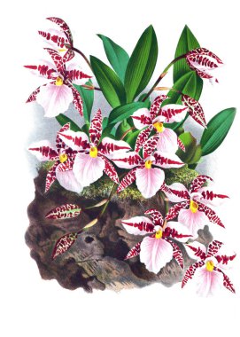 Orkide çiçek beyaz arka plan