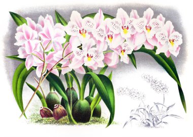 Orkide çiçek beyaz arka plan