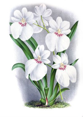 Orkide çiçek beyaz arka plan