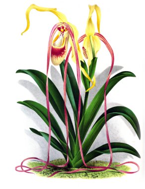 Orkide çiçek beyaz arka plan