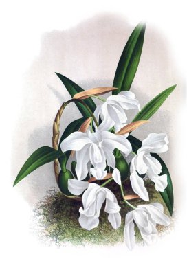 Orkide çiçek beyaz arka plan