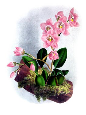 Orkide çiçek beyaz arka plan