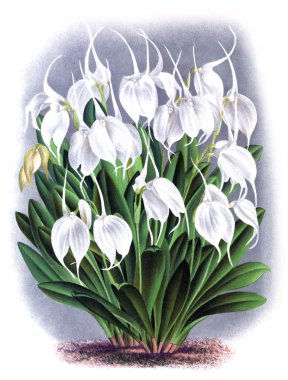 Orkide çiçek beyaz arka plan