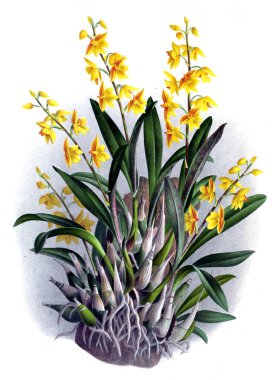 Orkide çiçek beyaz arka plan