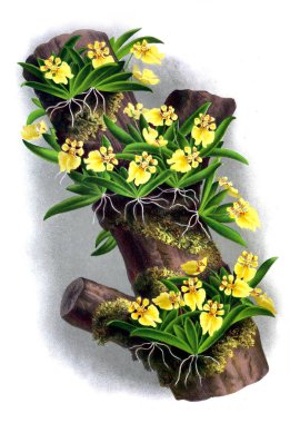 Orkide çiçek beyaz arka plan