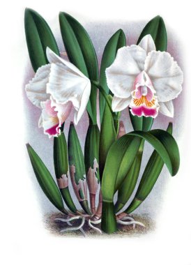 Orkide çiçek beyaz arka plan