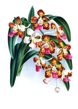 Orkide çiçek beyaz arka plan