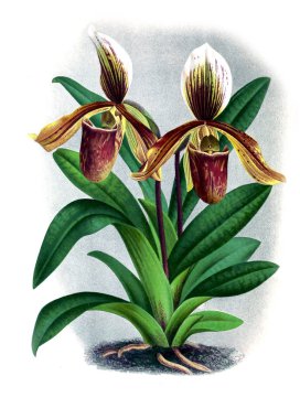 Orkide çiçek beyaz arka plan