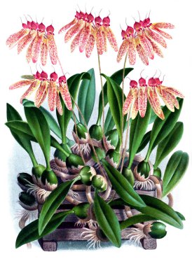 Orkide çiçek beyaz arka plan