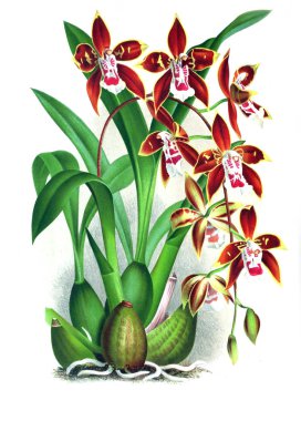 Orkide çiçek beyaz arka plan