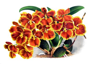 Orkide çiçek beyaz arka plan