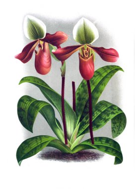 Orkide çiçek beyaz arka plan