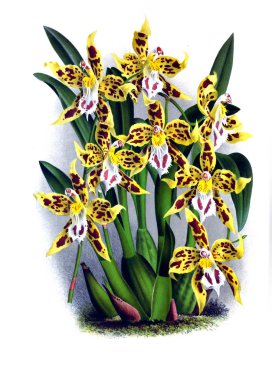 Orkide çiçek beyaz arka plan