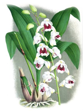 Orkide çiçek beyaz arka plan