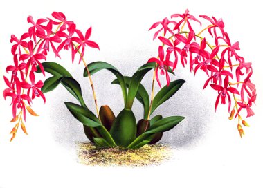 Orkide çiçek beyaz arka plan