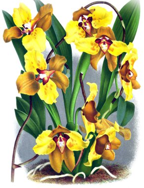 Orkide çiçek beyaz arka plan