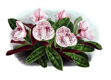 Orkide çiçek beyaz arka plan