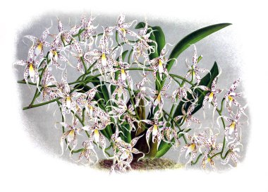 Orkide çiçek beyaz arka plan