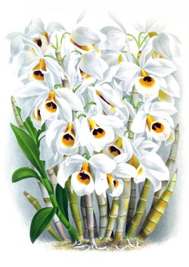 Orkide çiçek beyaz arka plan