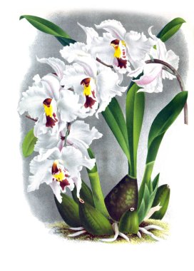 Orkide çiçek beyaz arka plan