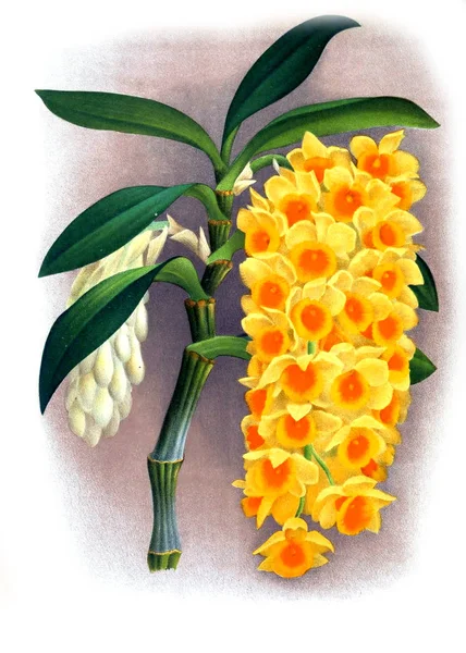 Orkide çiçek beyaz arka plan