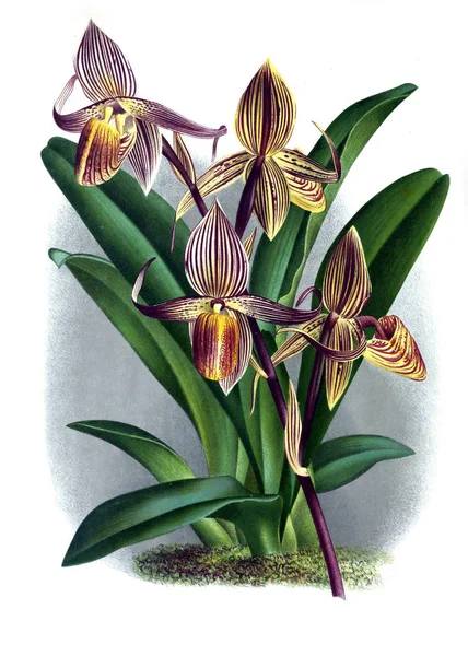 Orkide çiçek beyaz arka plan