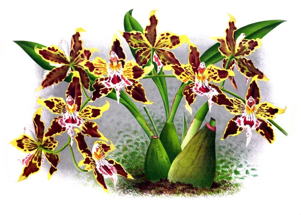 Orkide çiçek beyaz arka plan