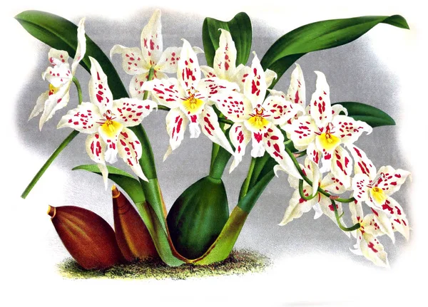 Orkide çiçek beyaz arka plan