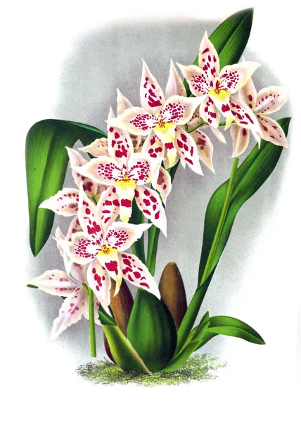 Orkide çiçek beyaz arka plan