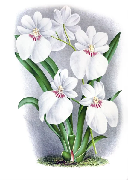 Orkide çiçek beyaz arka plan