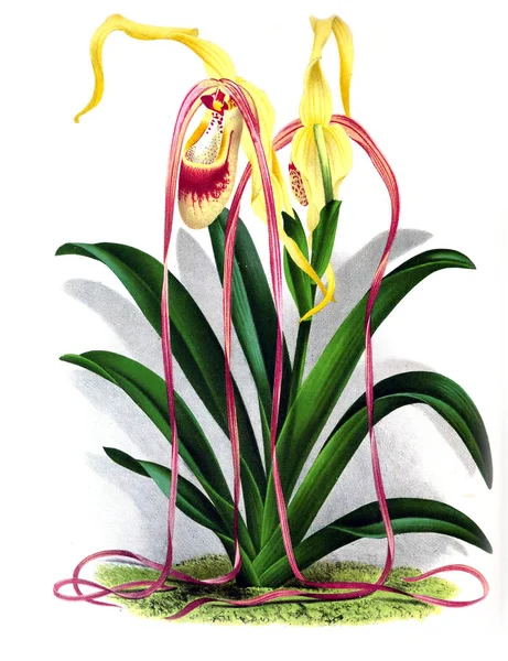 Orkide çiçek beyaz arka plan